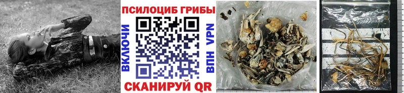 сколько стоит  Волхов  Псилоцибиновые грибы Psilocybe 